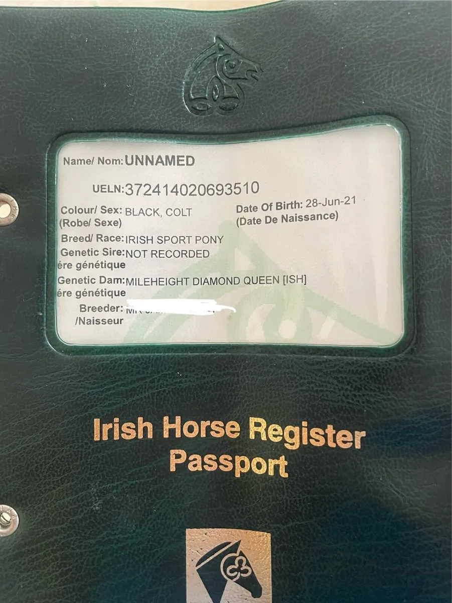 Pony gelding - Image 2