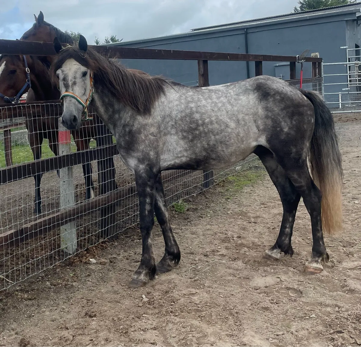 Pony gelding - Image 3