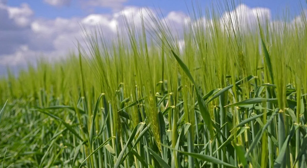 Whole crop barley