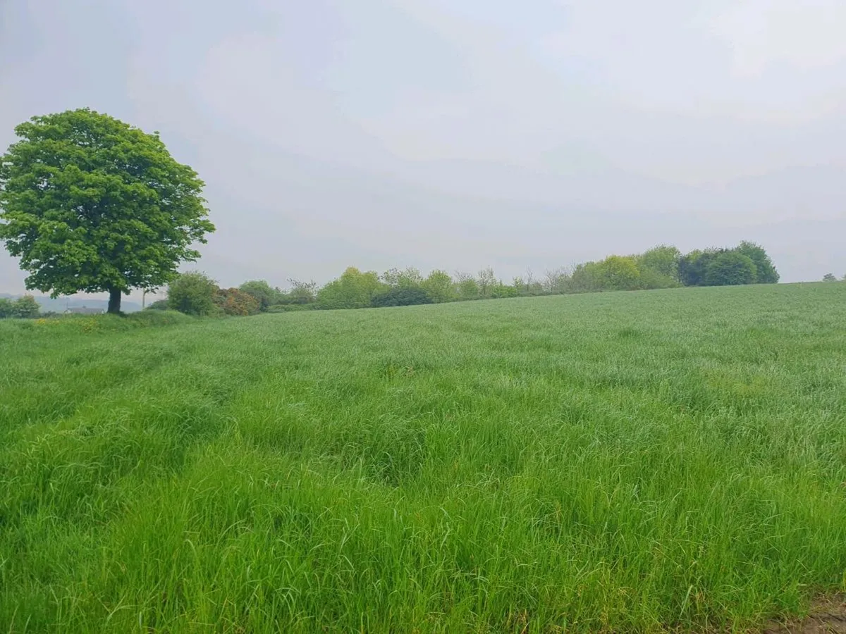 Round Bales of 2025 Haylage - Image 2