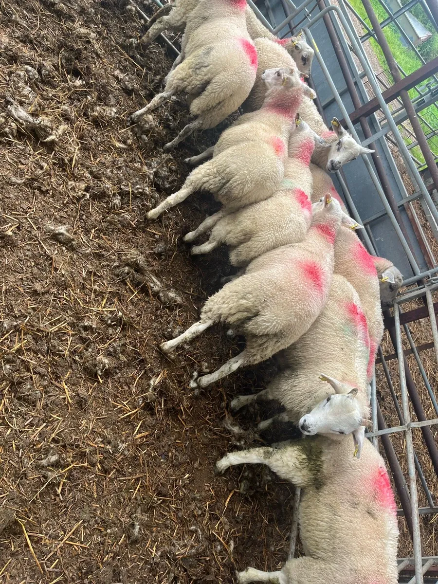 Texel cross Lambs - Image 2