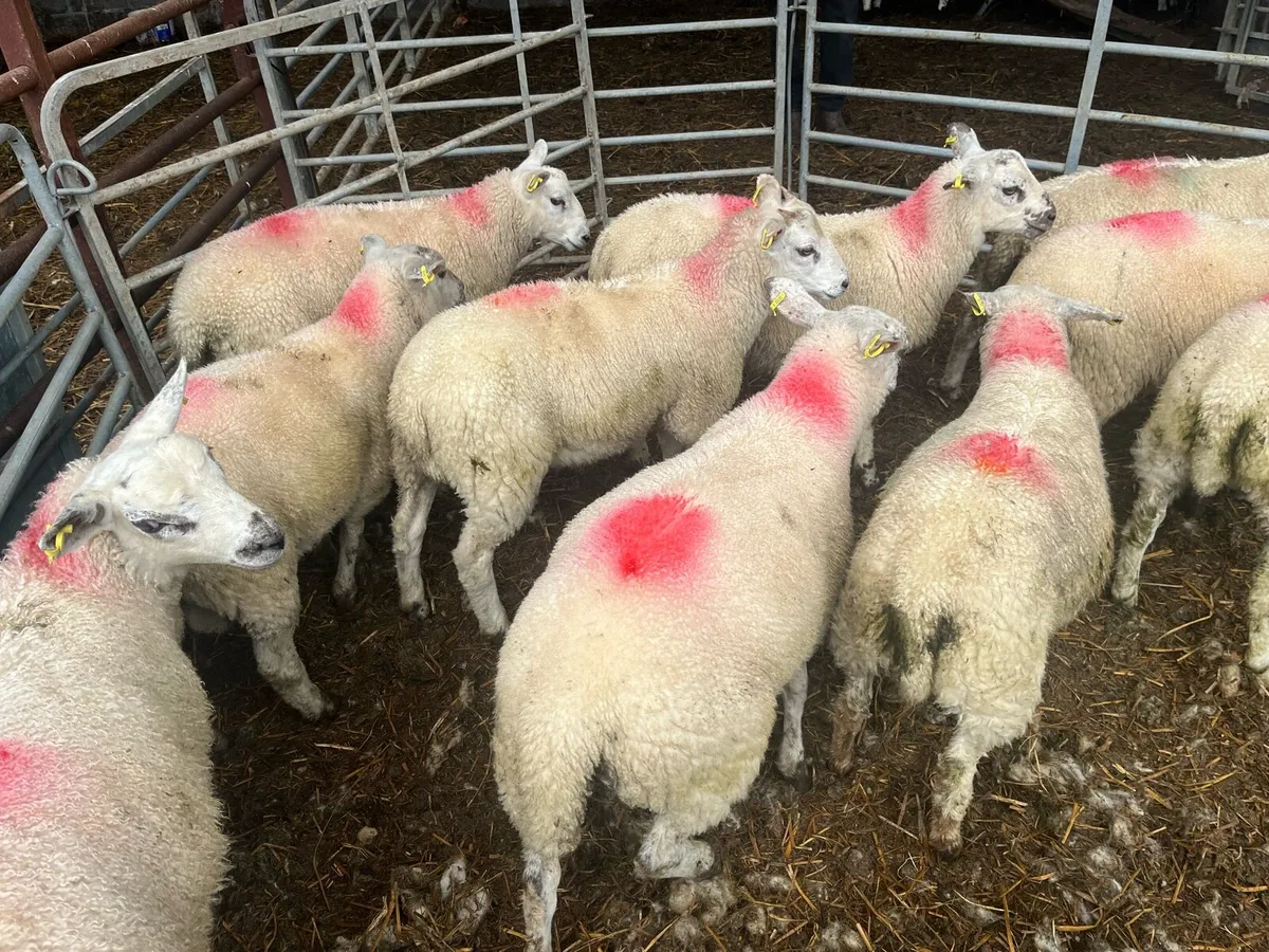 Texel cross Lambs - Image 1