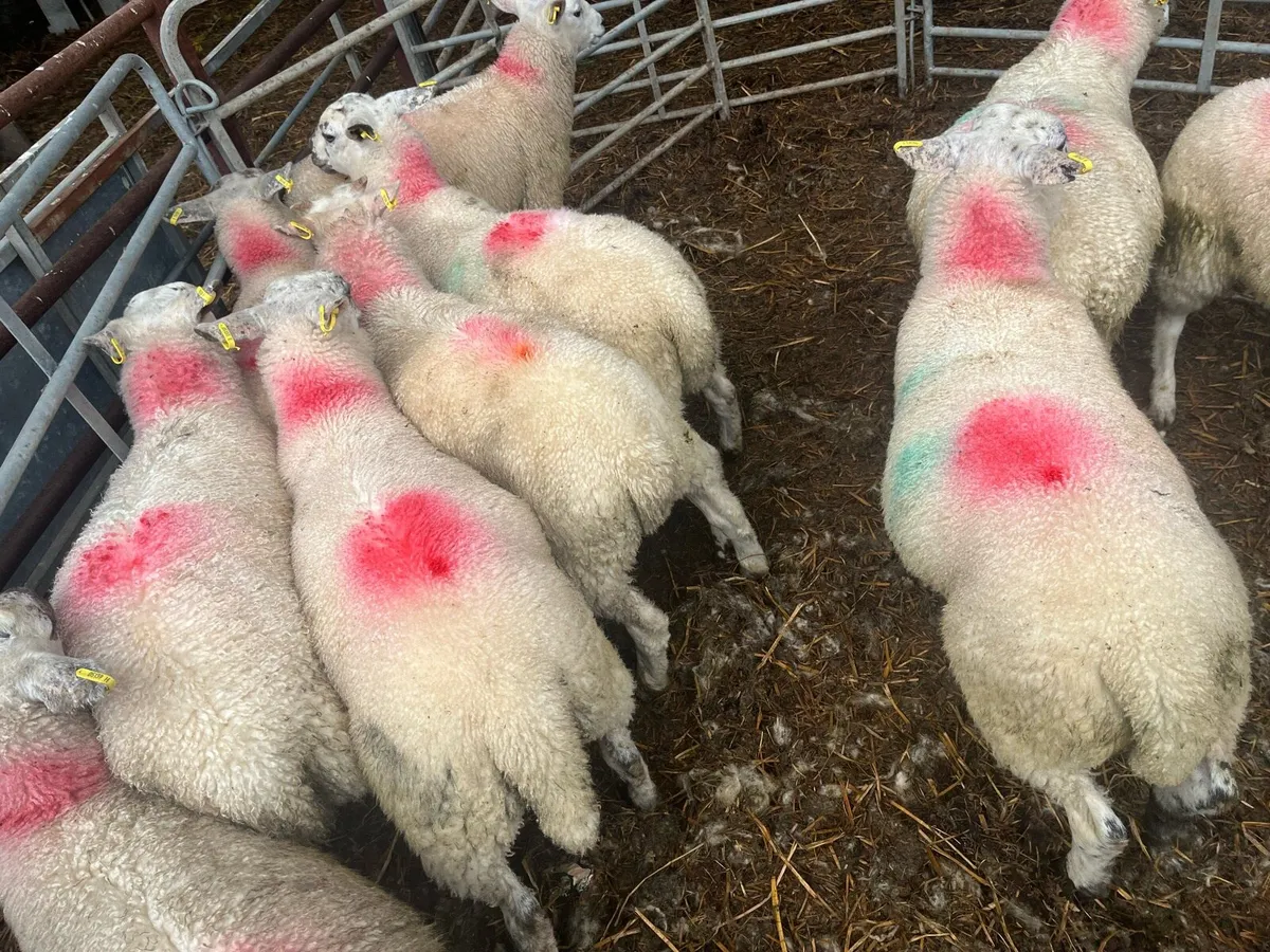 Texel cross Lambs - Image 3