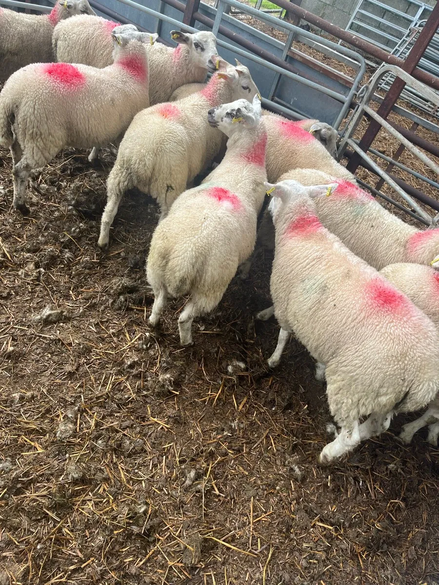 Texel cross Lambs - Image 4