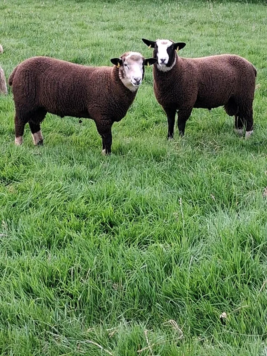 Dorset / zwartble cross ram lambs - Image 2