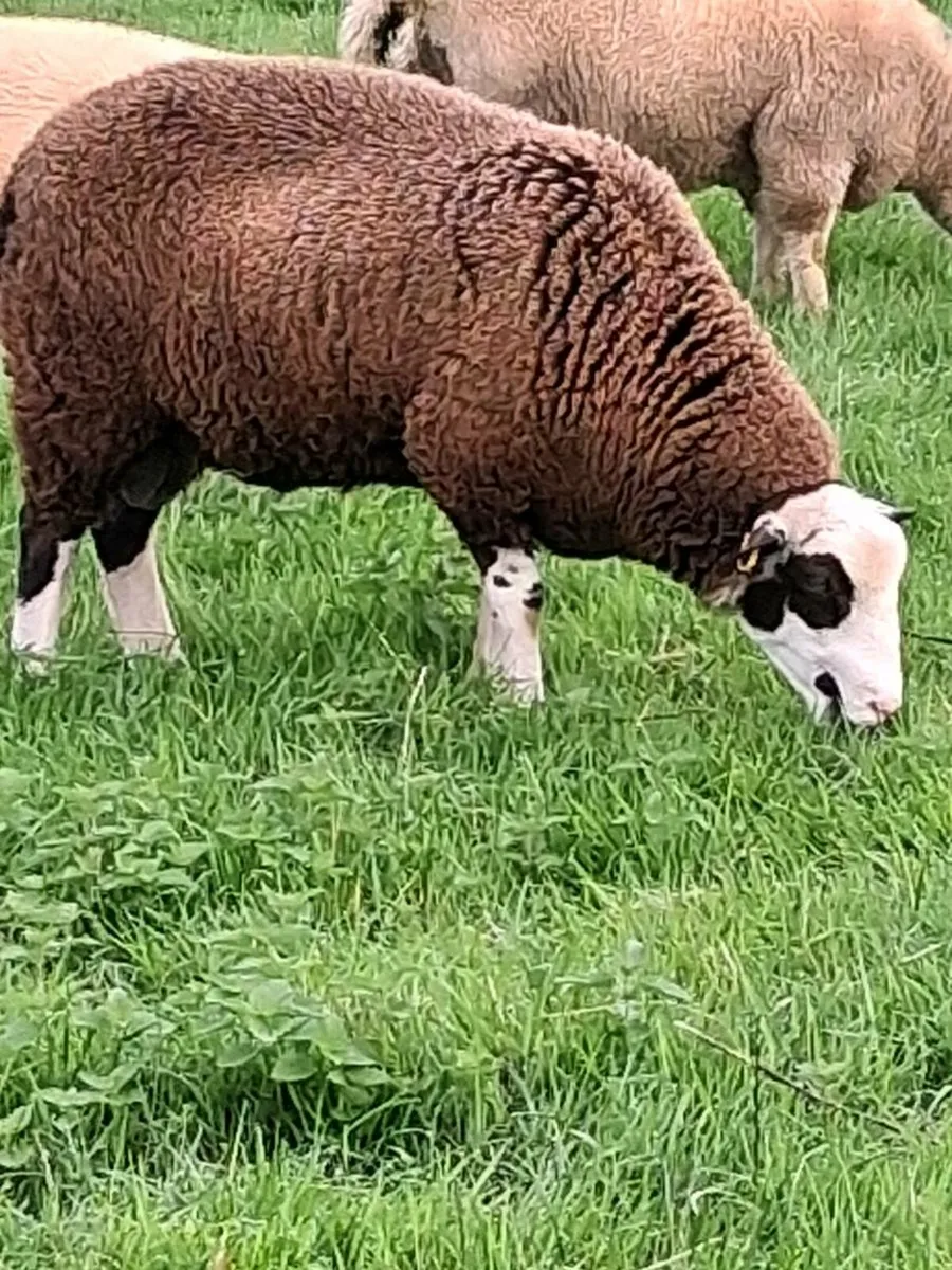 Dorset / zwartble cross ram lambs - Image 3