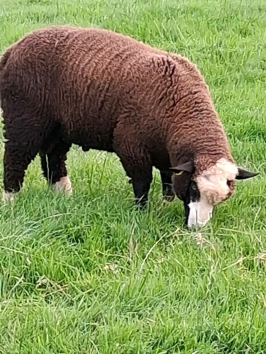Dorset / zwartble cross ram lambs - Image 4