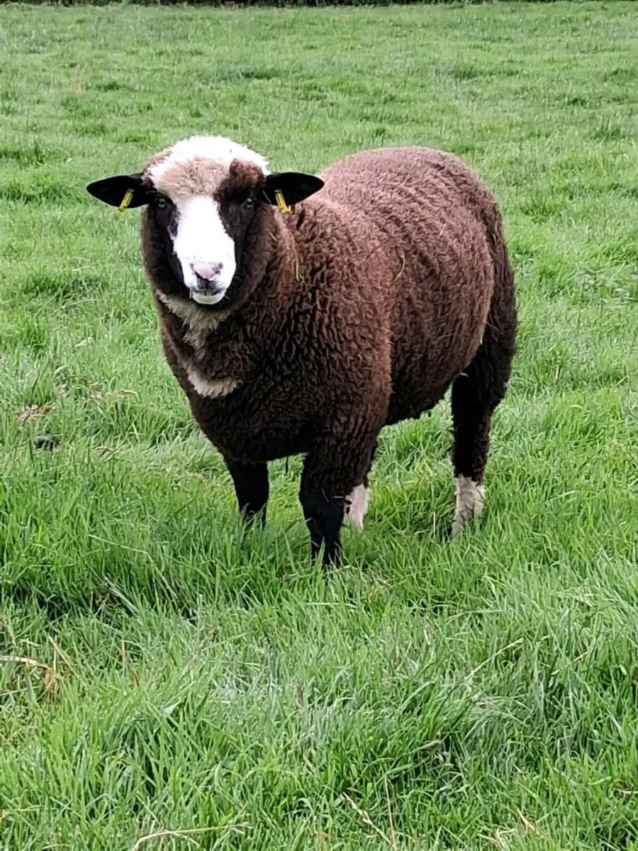 Dorset / zwartble cross ram lambs - Image 1