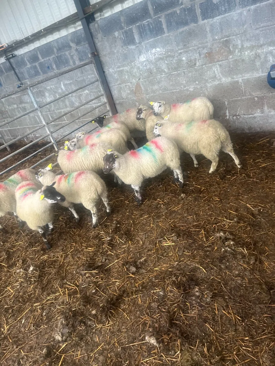 Texel ewe lambs - Image 1
