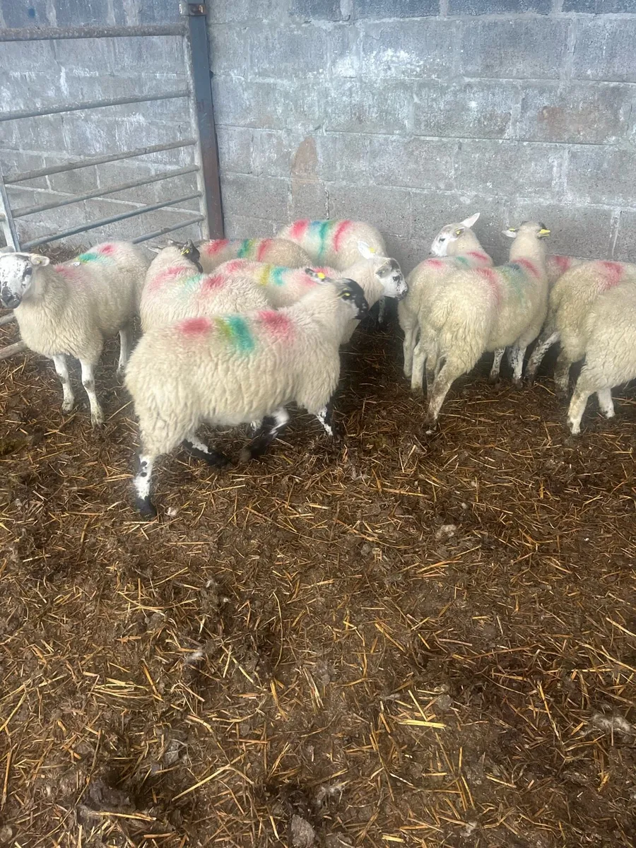 Texel ewe lambs - Image 2