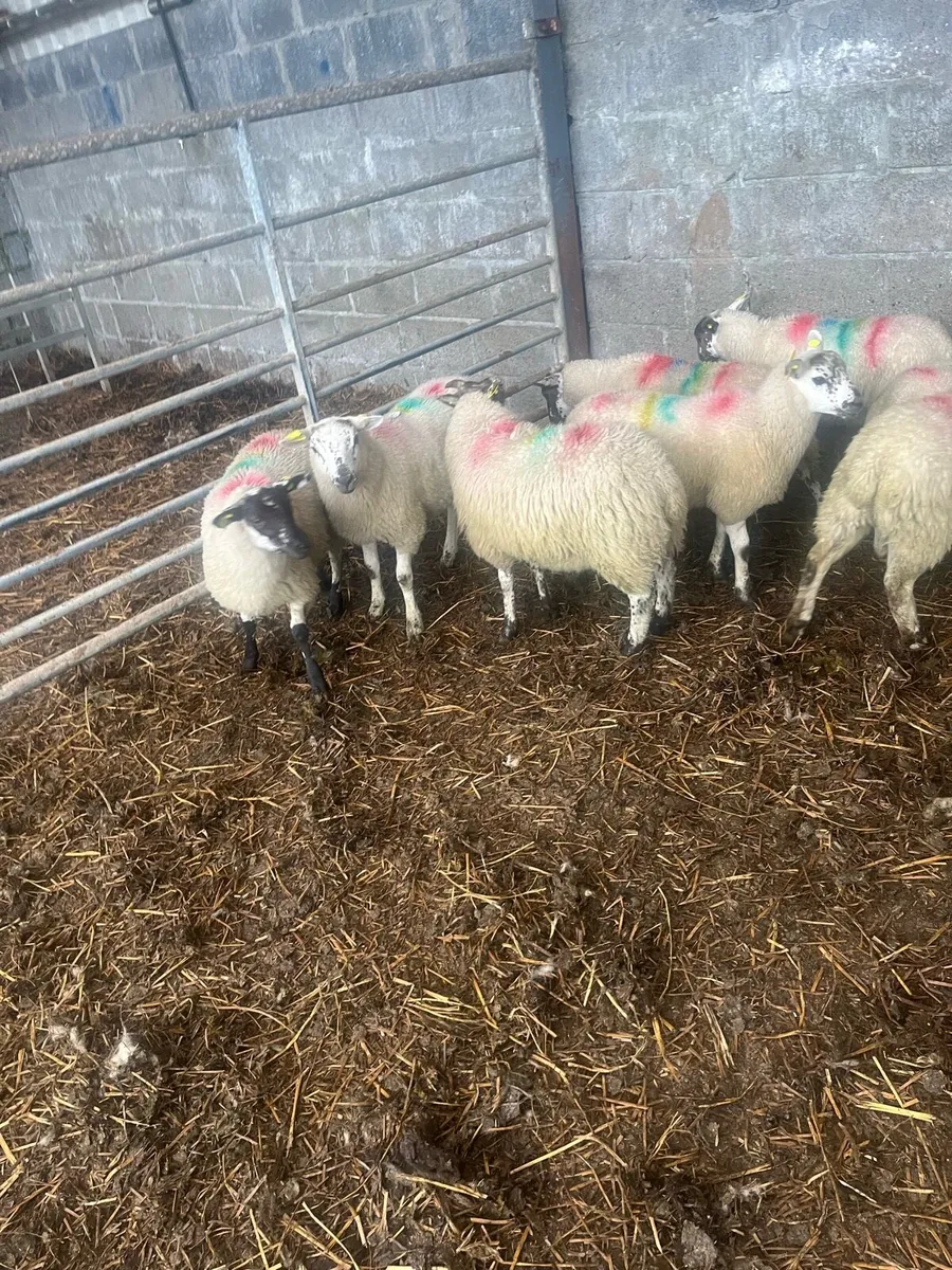 Texel ewe lambs - Image 4