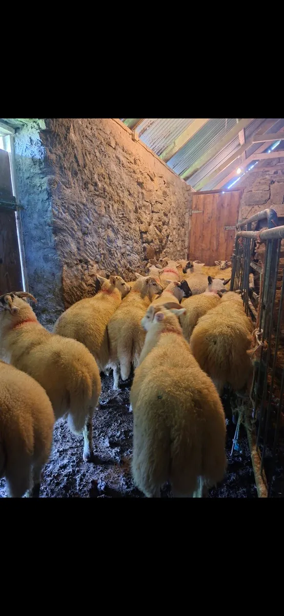 Hiltex ram lambs - Image 1