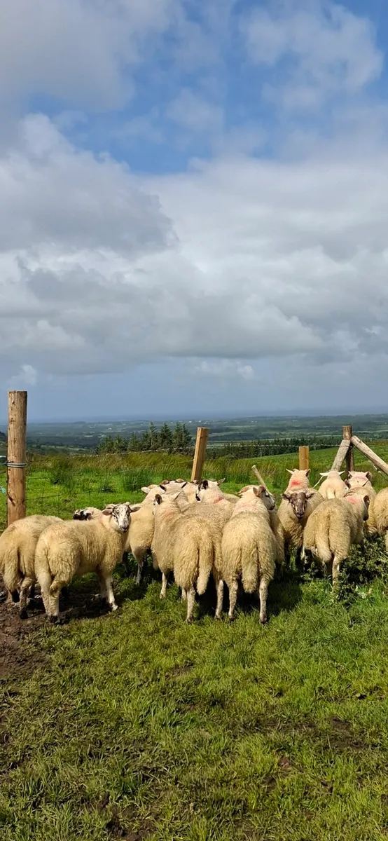Hiltex ram lambs - Image 2