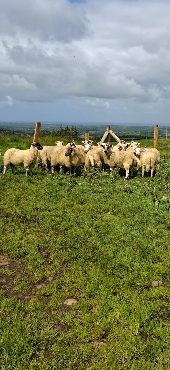 Hiltex ram lambs - Image 3