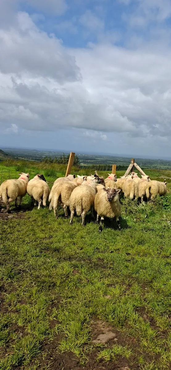 Hiltex ram lambs - Image 4