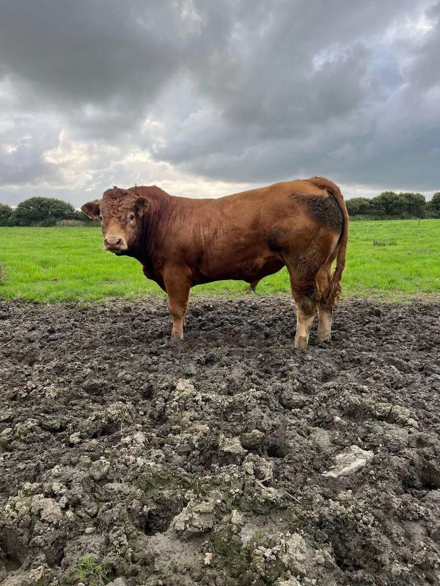 Pedigree Limousin bull for sale