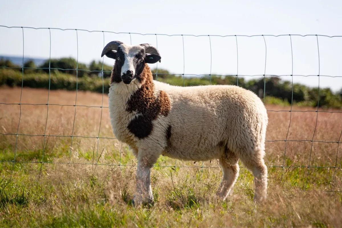 Jacob Hogget & Ram Lambs - Image 2