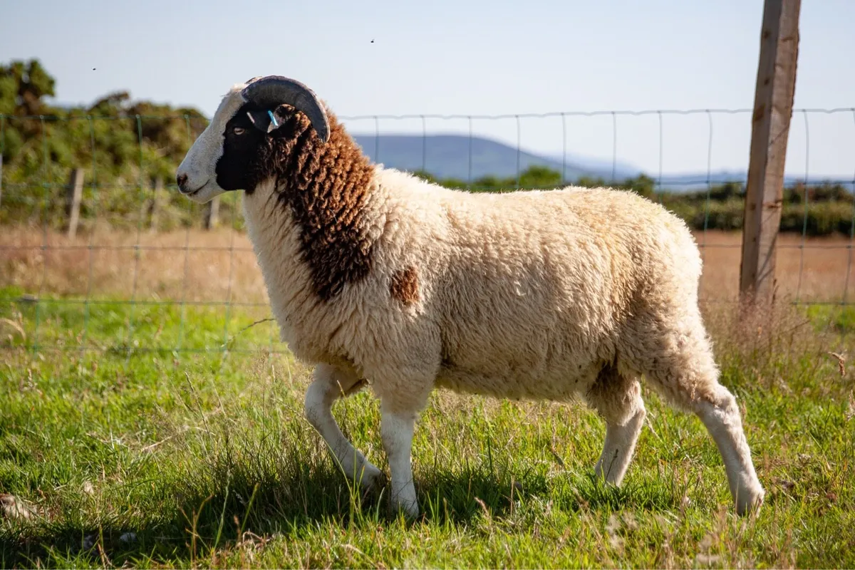 Jacob Hogget & Ram Lambs - Image 3