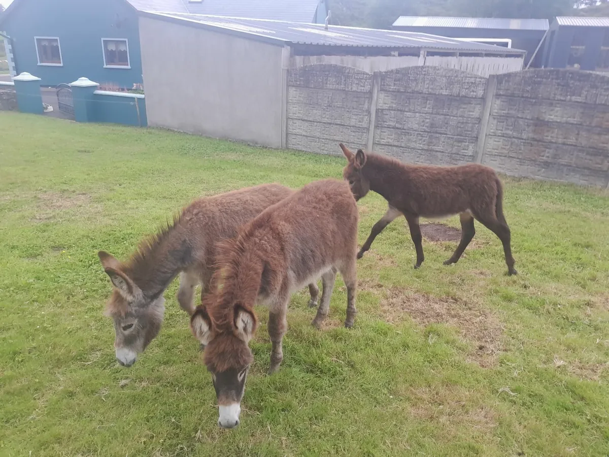 Donkeys - Image 1