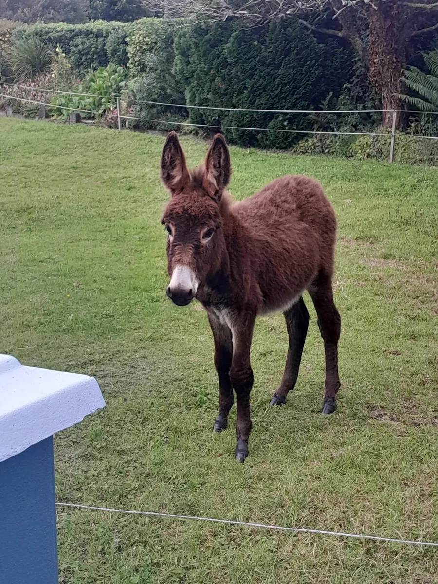 Donkeys - Image 2