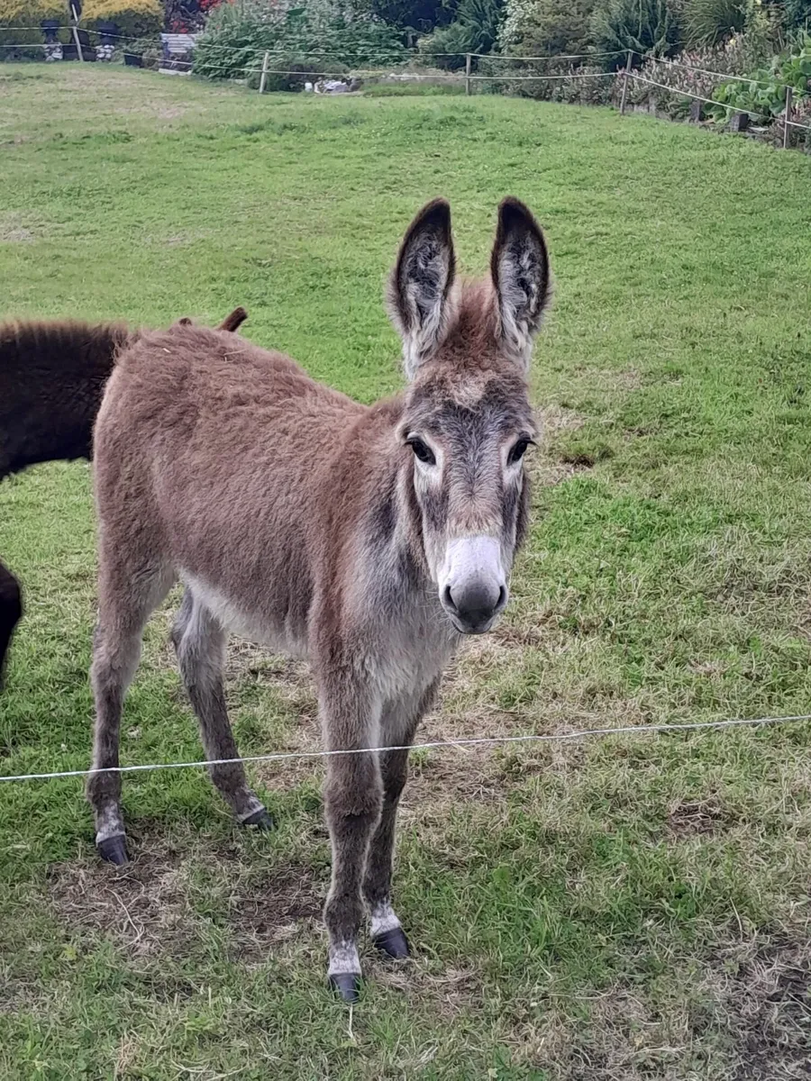 Donkeys - Image 3