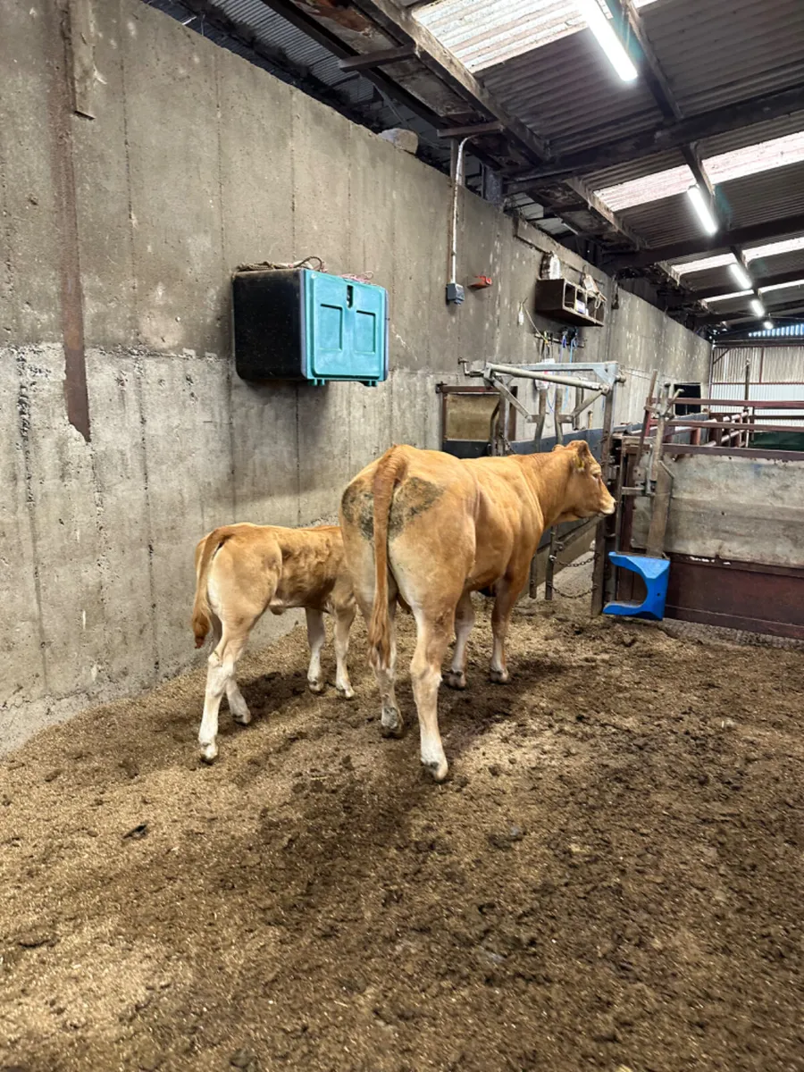 Heifer and calve - Image 3