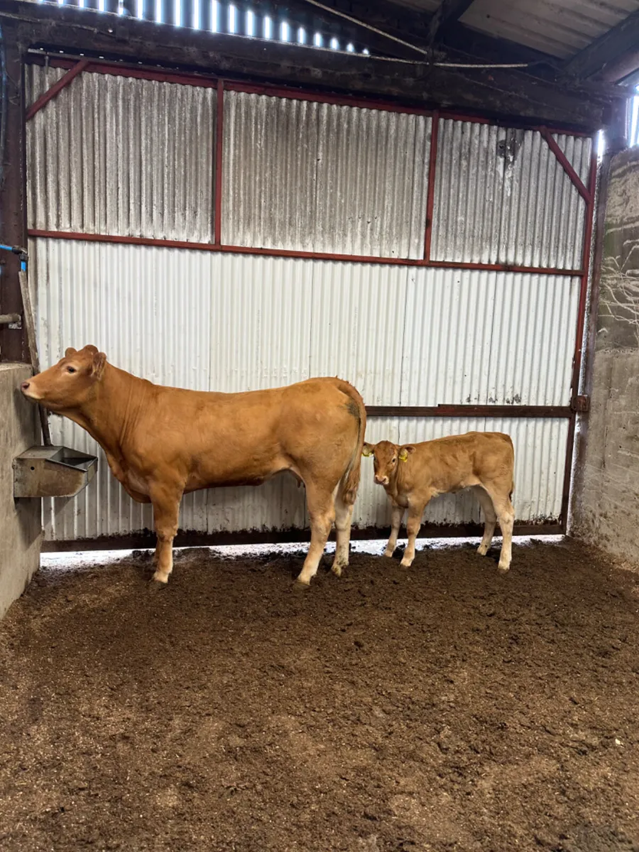 Heifer and calve - Image 4
