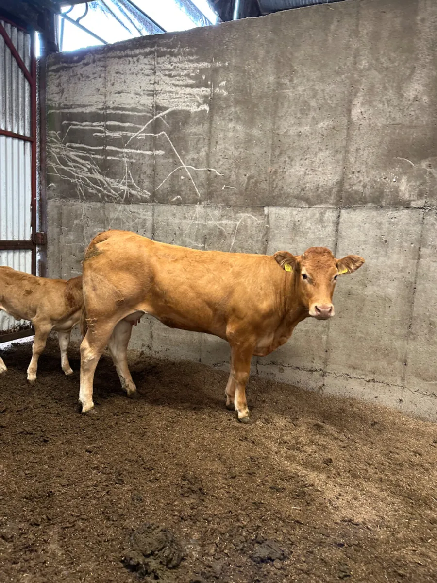 Heifer and calve - Image 2