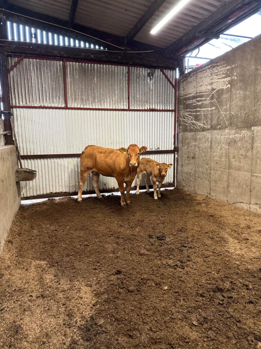 Heifer and calve - Image 1