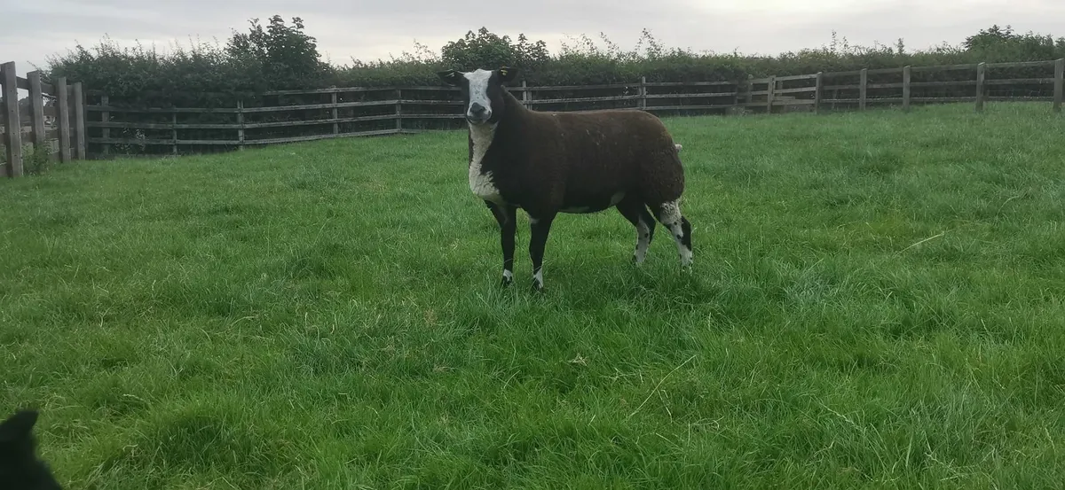 Dutch spotted ewe lambs and ram lambs - Image 3