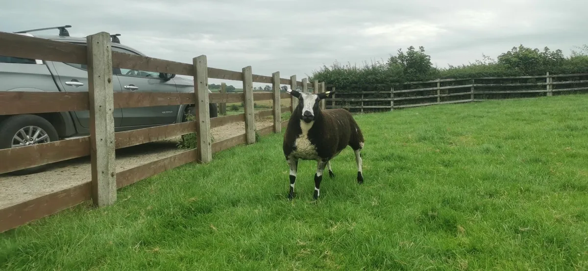 Dutch spotted ewe lambs and ram lambs - Image 4