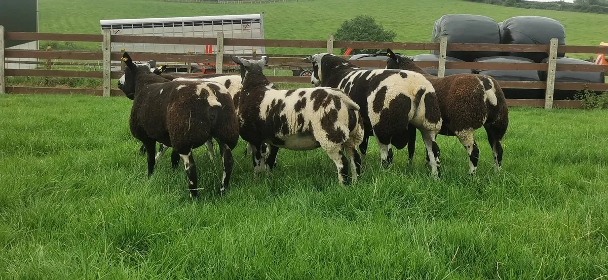 Dutch spotted ewe lambs and ram lambs - Image 1