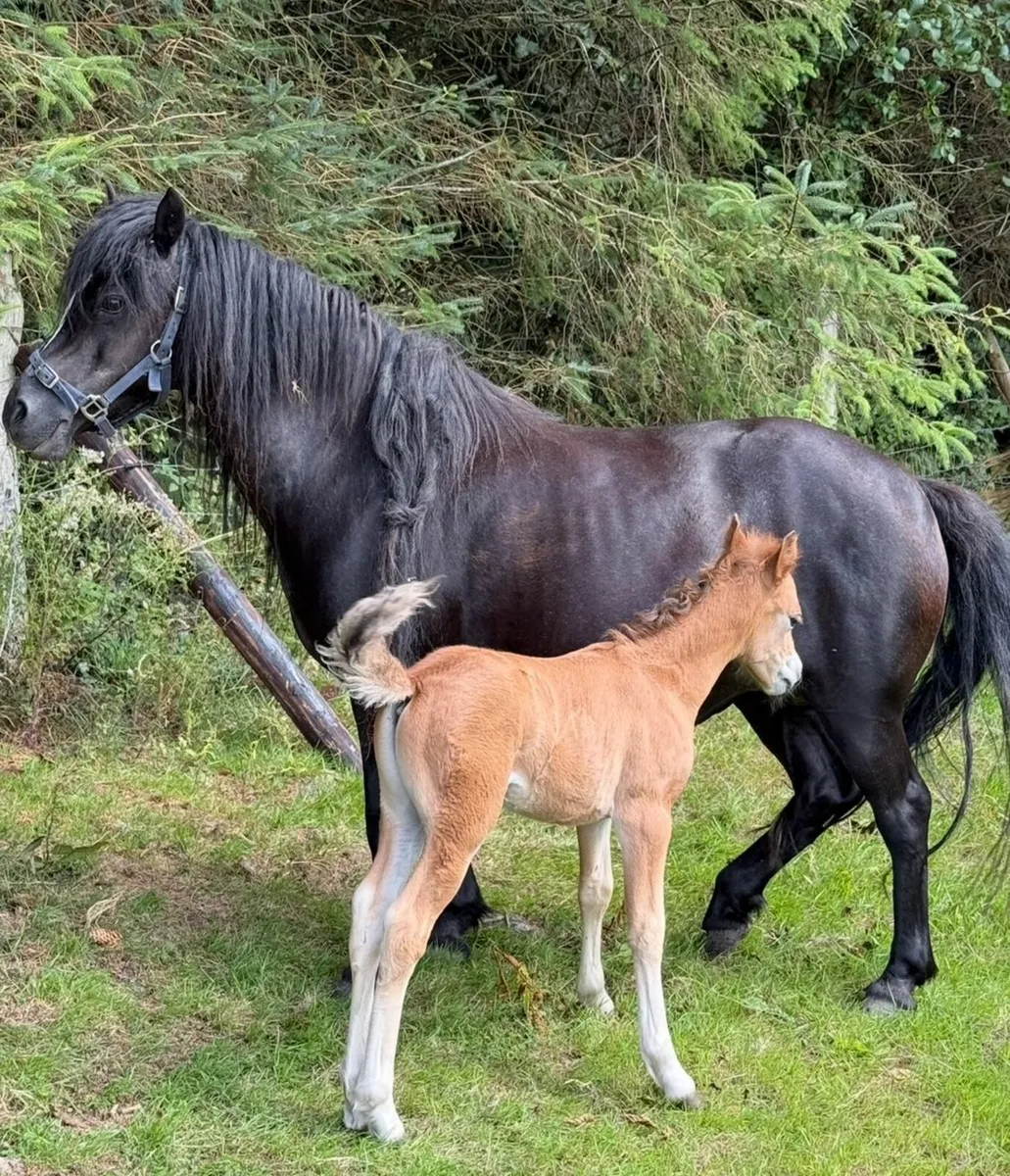 Class 1 Kerry Bog Pony mare with colt foal - Image 1