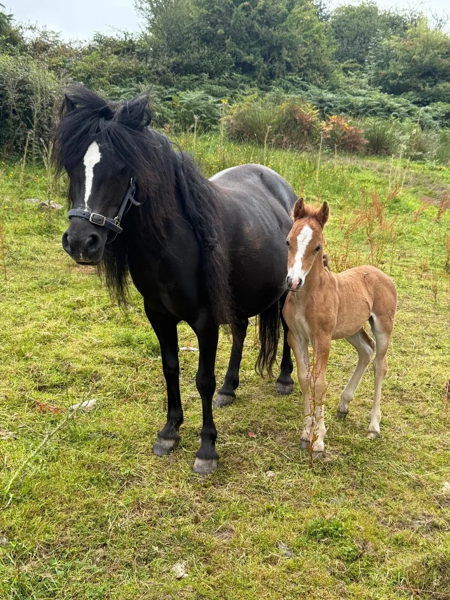 Class 1 Kerry Bog Pony mare with colt foal - Image 2