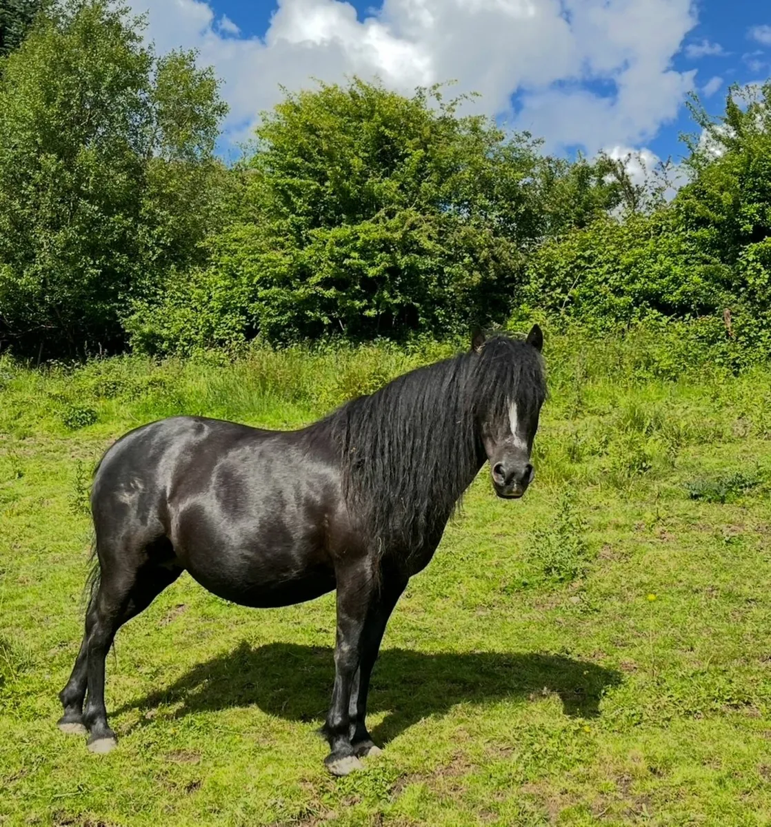 Class 1 Kerry Bog Pony mare with colt foal - Image 3
