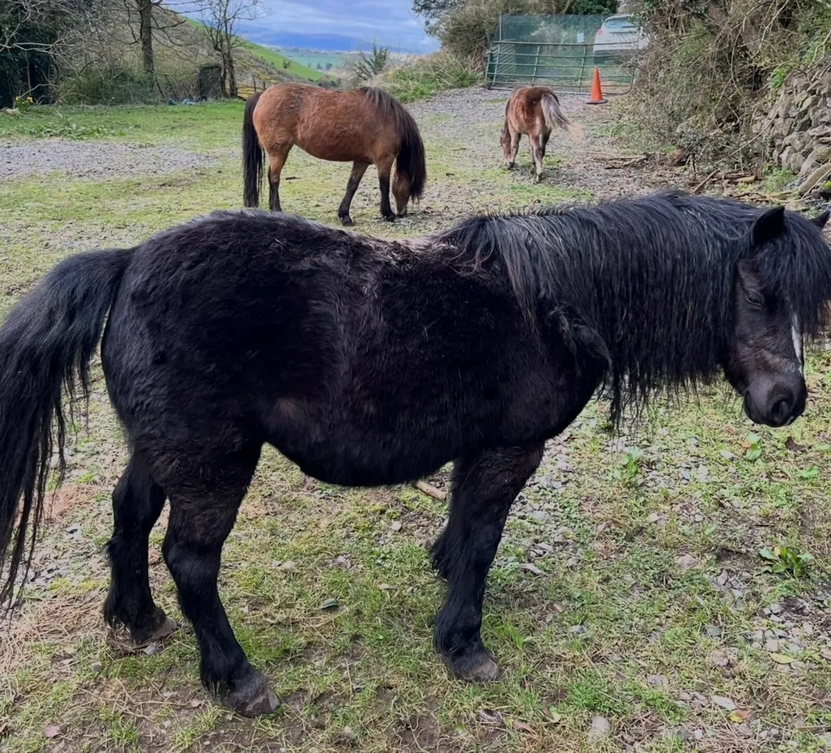 Class 1 Kerry Bog Pony mare with colt foal - Image 4