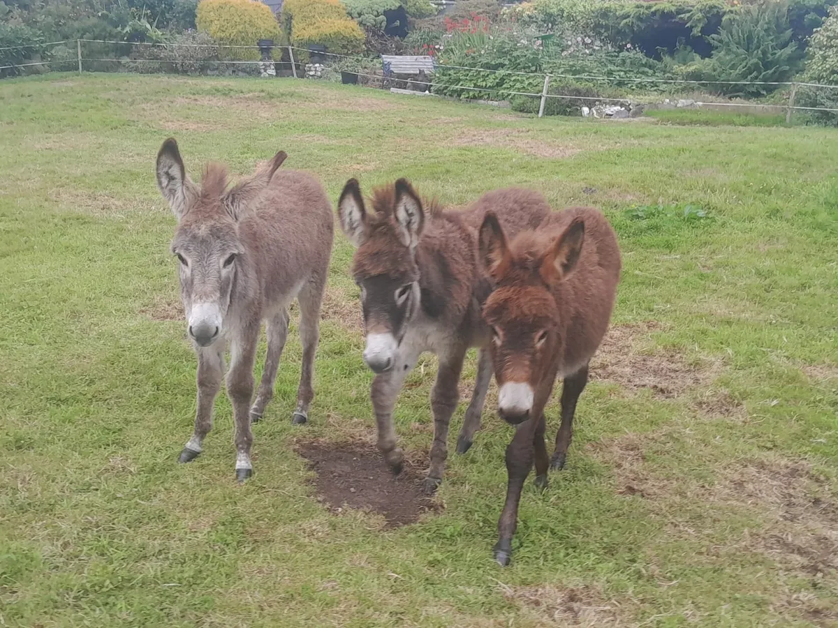 Donkeys - Image 4