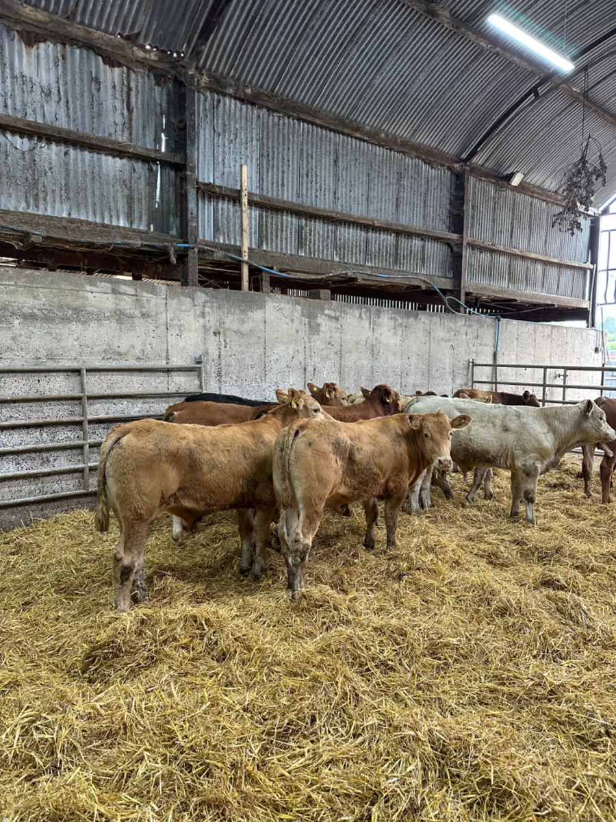 Lim and Charolais bullocks - Image 2