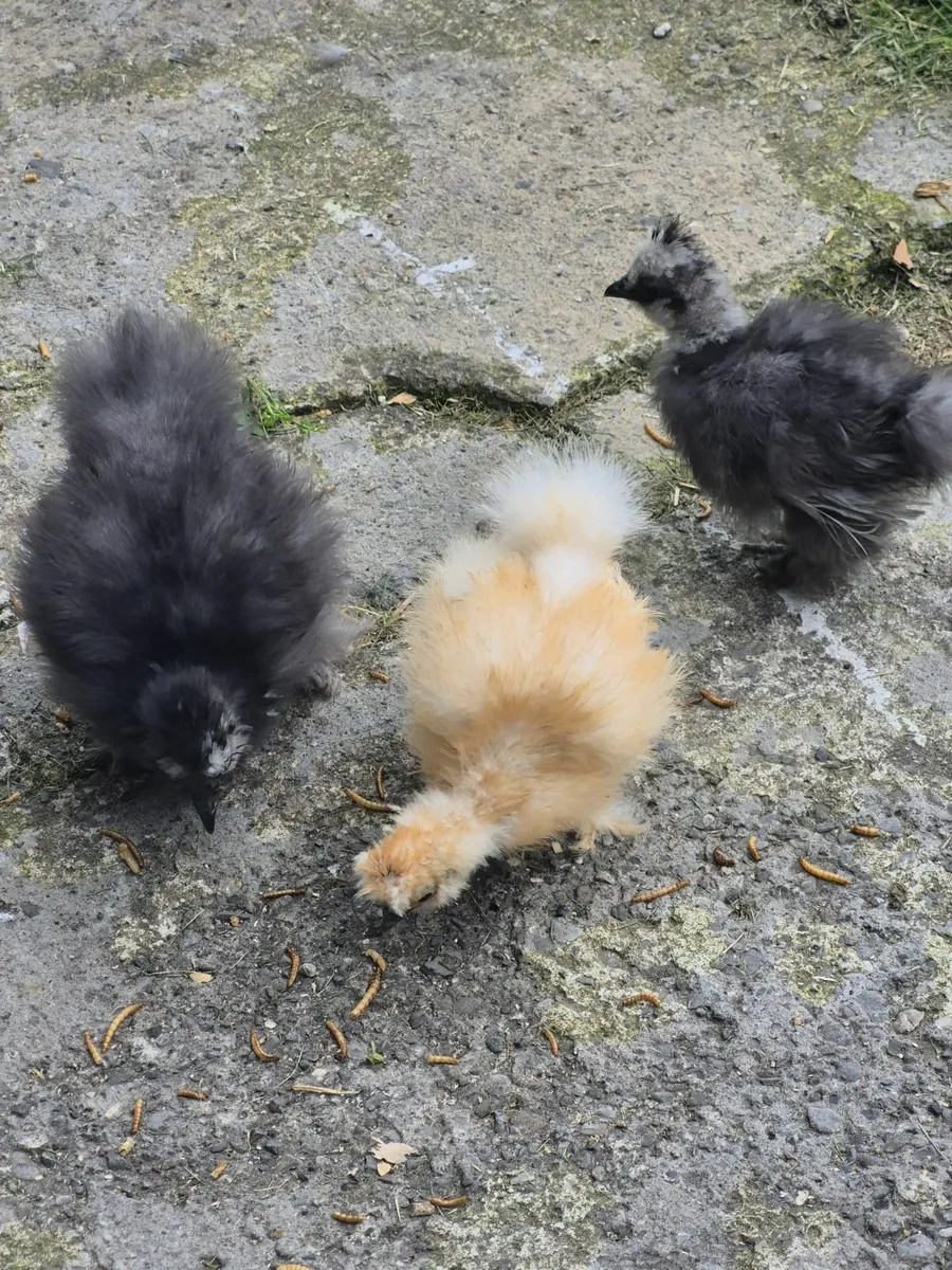 Blue USA silkie growers - Image 3
