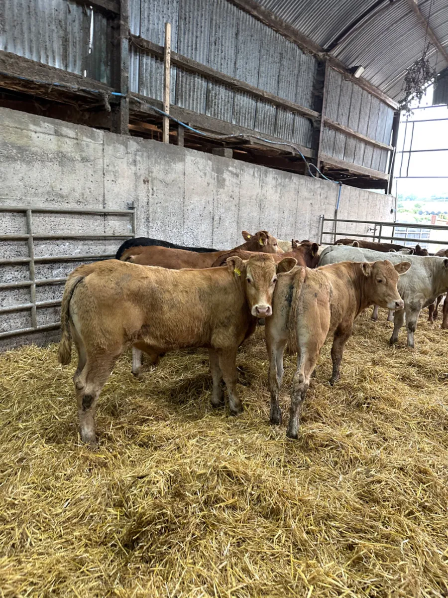 Lim and Charolais bullocks - Image 1