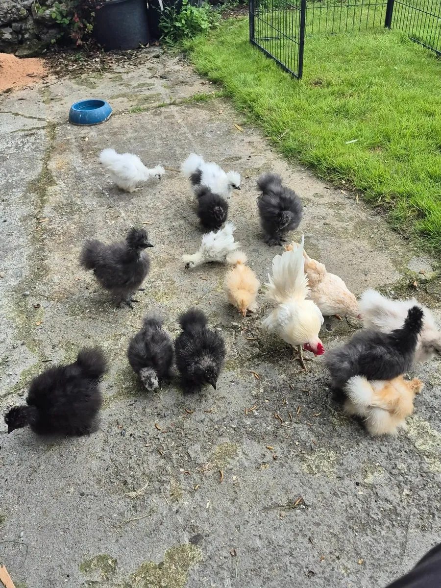 Blue USA silkie growers - Image 4
