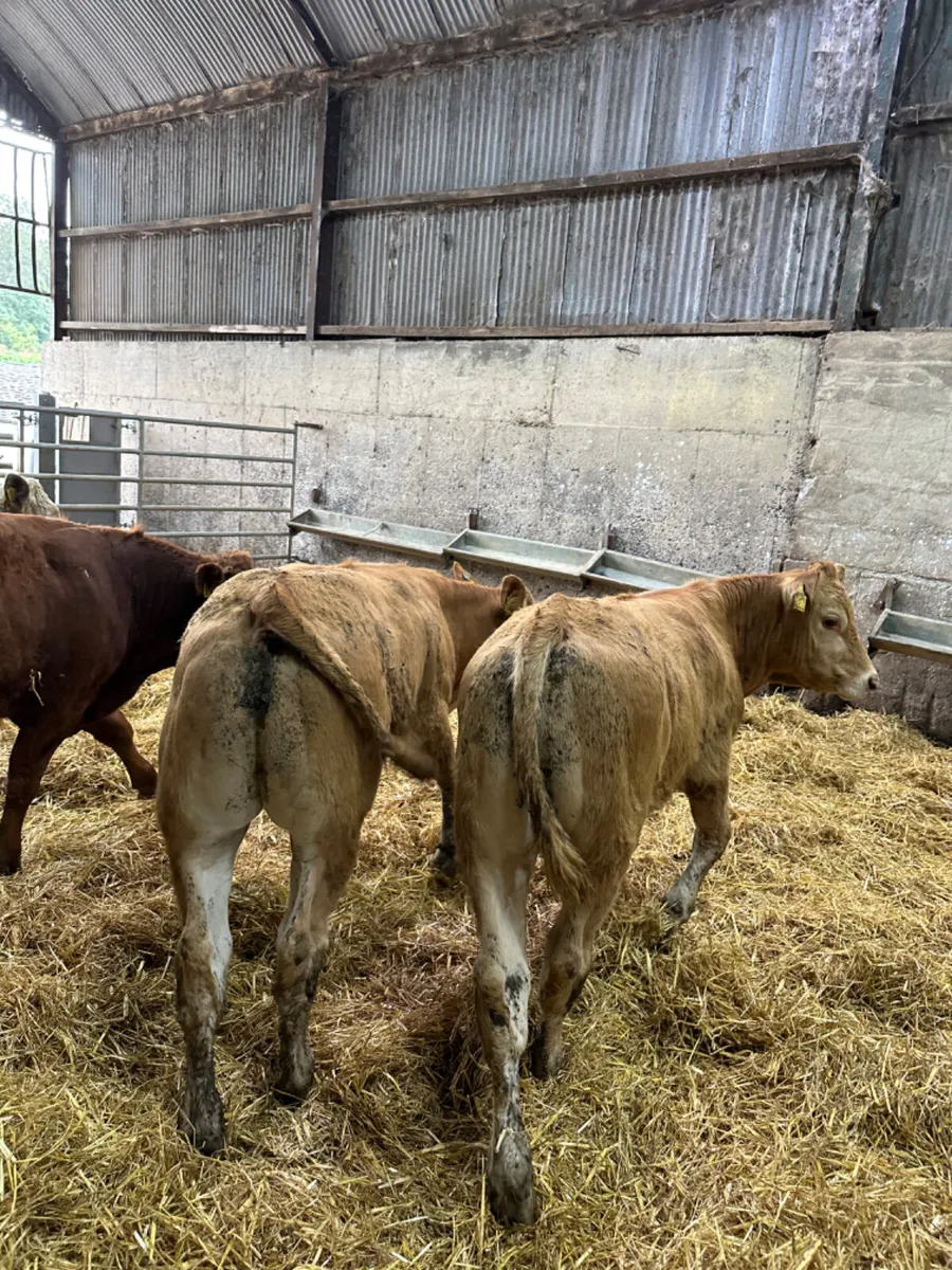 Lim and Charolais bullocks - Image 4