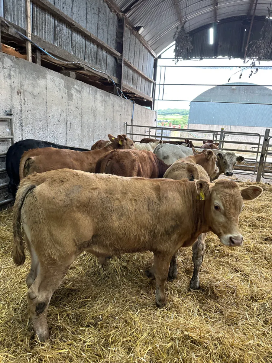 Lim and Charolais bullocks - Image 3