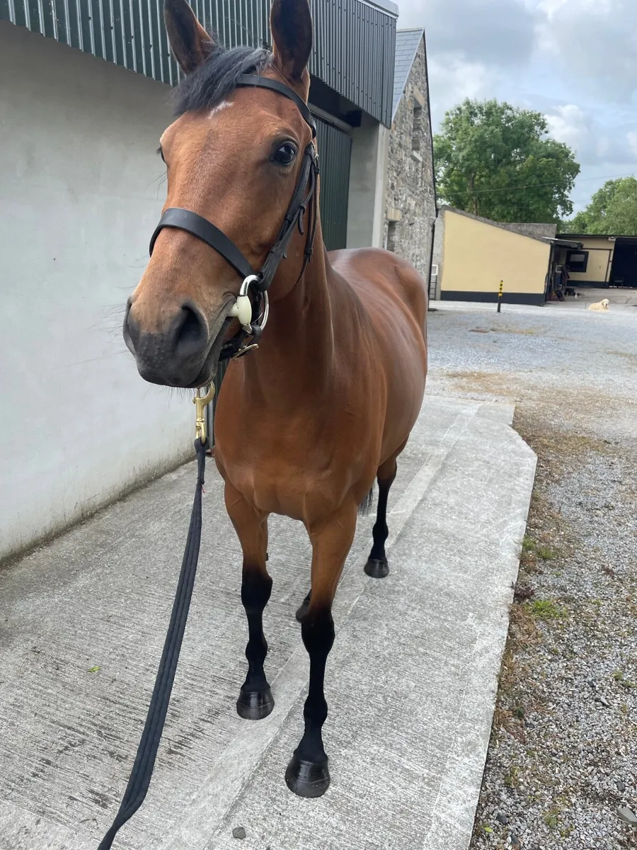 Thoroughbred Filly - Image 2