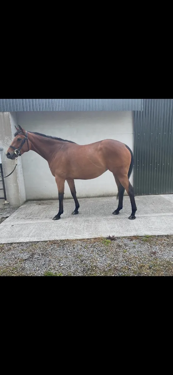 Thoroughbred Filly - Image 1