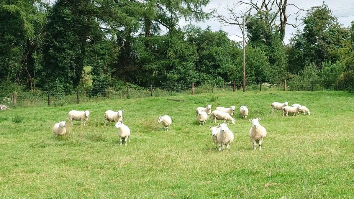 North Country Cheviot rams - Image 4
