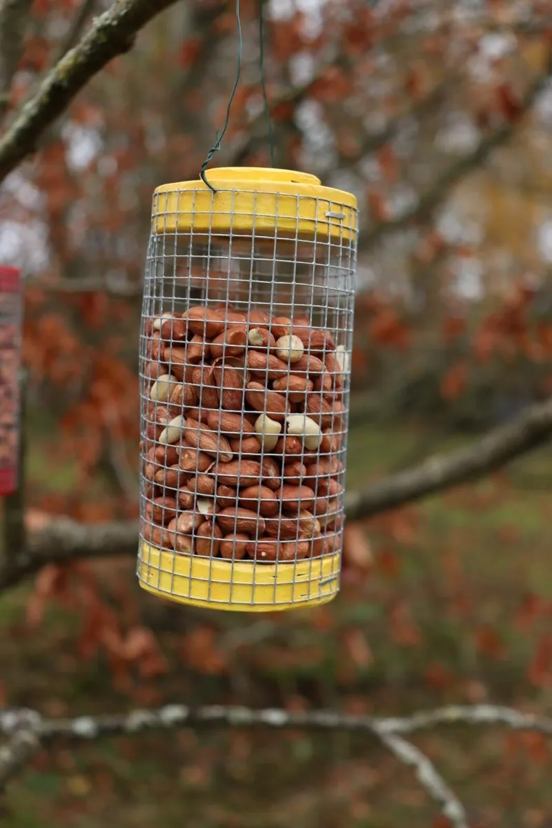 Refillable Birdfeeders (food included) - Image 1