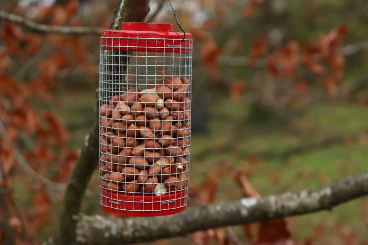 Refillable Birdfeeders (food included) - Image 2