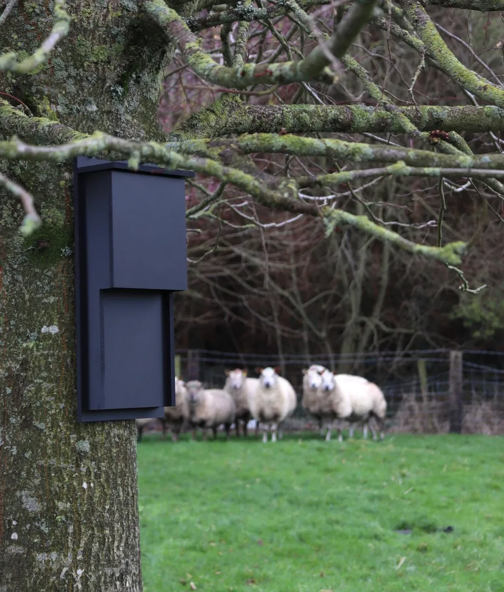 Bat box - Image 1