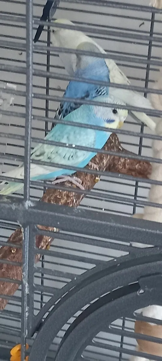 Budgies and ring neck parrot chicks - Image 2